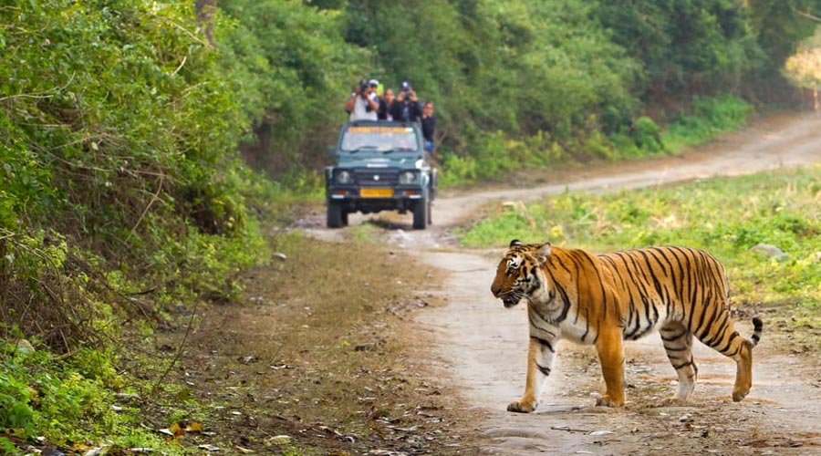 Jim Corbett Wildlife Tour